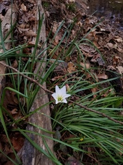 Zephyranthes atamasco