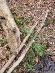 Zephyranthes atamasco