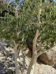 Ficus petiolaris palmeri