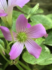 Ionoxalis