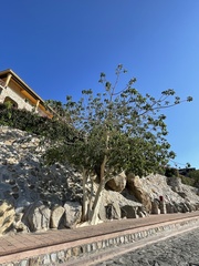 Ficus petiolaris palmeri