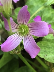 Ionoxalis
