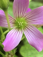 Ionoxalis