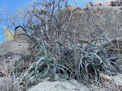 Agave aurea capensis