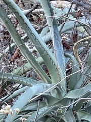 Agave aurea capensis