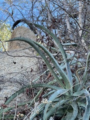 Agave aurea capensis
