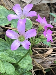 Ionoxalis
