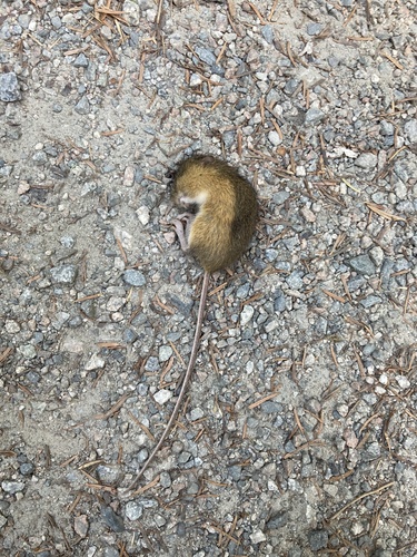 Pacific Jumping Mouse