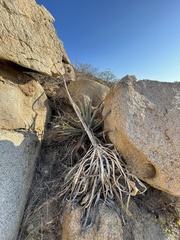 Agave aurea capensis
