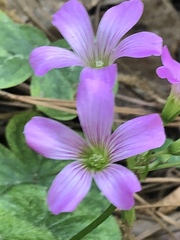 Ionoxalis