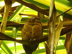Otus lempiji
