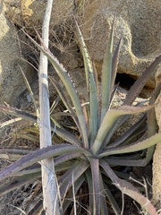 Agave aurea capensis