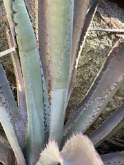 Agave aurea capensis