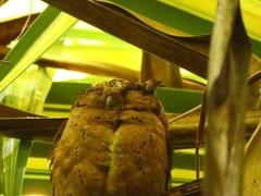 Otus lempiji