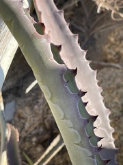 Agave aurea capensis