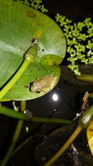 Dendropsophus columbianus
