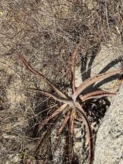 Agave aurea capensis