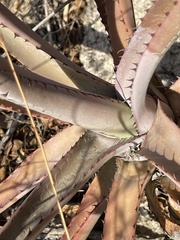 Agave aurea capensis