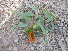 Eucalyptus phoenicea