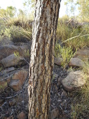 Eucalyptus phoenicea