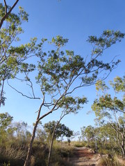 Eucalyptus phoenicea