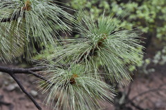 Pinus engelmannii