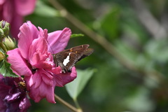 Epargyreus clarus huachuca