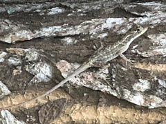 Anolis lemurinus
