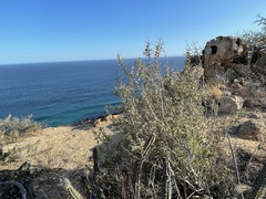 Castela peninsularis