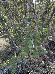 Castela peninsularis