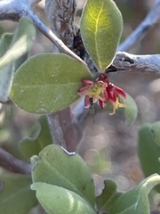 Castela peninsularis
