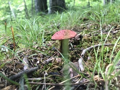 Boletus roodyi