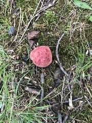 Boletus roodyi