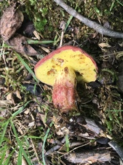 Boletus roodyi