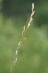 Festuca hallii