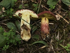 Boletus roodyi
