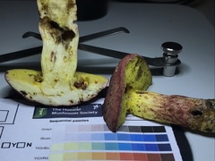 Boletus roodyi