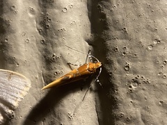 Epicallima argenticinctella