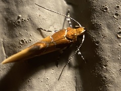 Epicallima argenticinctella