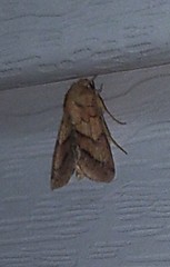 Pyrrhia exprimens