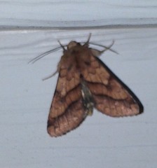 Pyrrhia exprimens