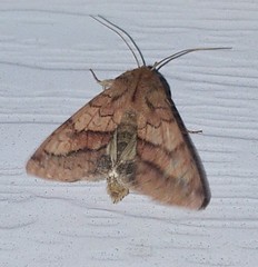 Pyrrhia exprimens