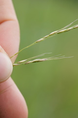 Piptatheropsis canadensis
