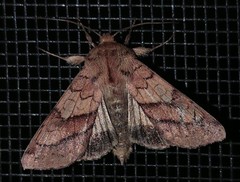 Pyrrhia exprimens