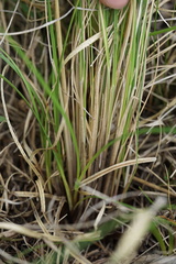 Festuca hallii