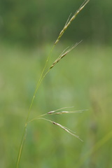 Piptatheropsis canadensis