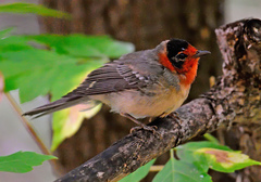 Red-Faced Warbler photo 4