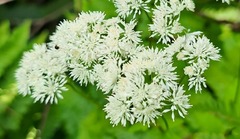 Thalictrum filamentosum