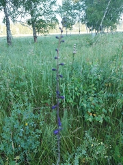Delphinium crassifolium