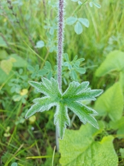 Delphinium crassifolium